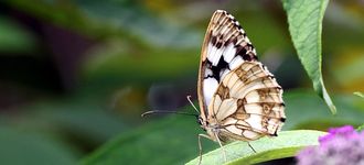 Marbled White Butterfly (Underside View)