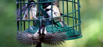 Coal Tits Fighting At The Feeder