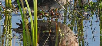 Female Teal At Leighton Moss