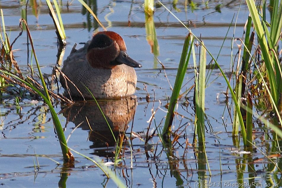 Male Teal At Leighton Moss