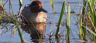 Male Teal At Leighton Moss