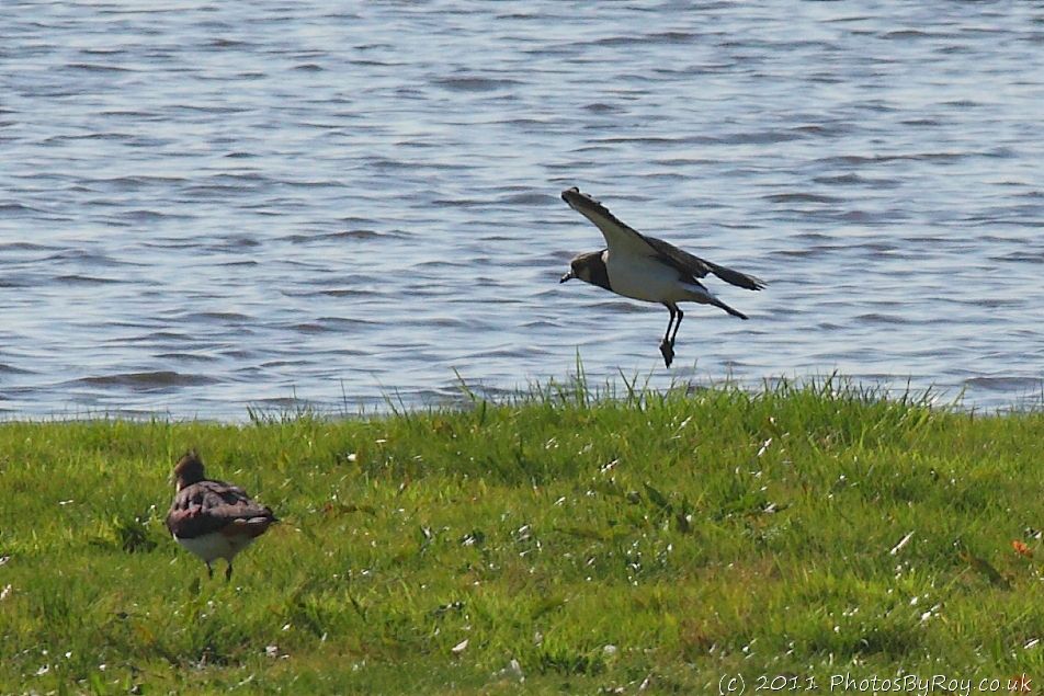Lapwing Coming In To Land