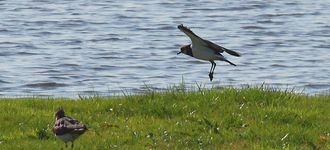 Lapwing Coming In To Land