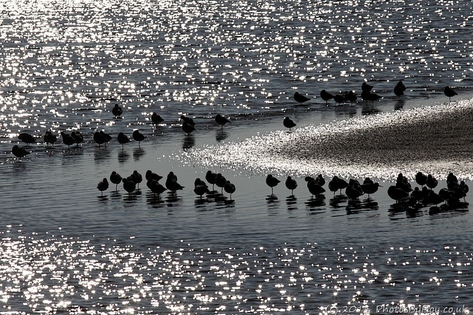 Waders At Leighton Moss (Silhouette)