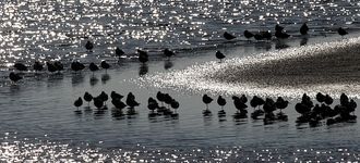 Waders At Leighton Moss (Silhouette)