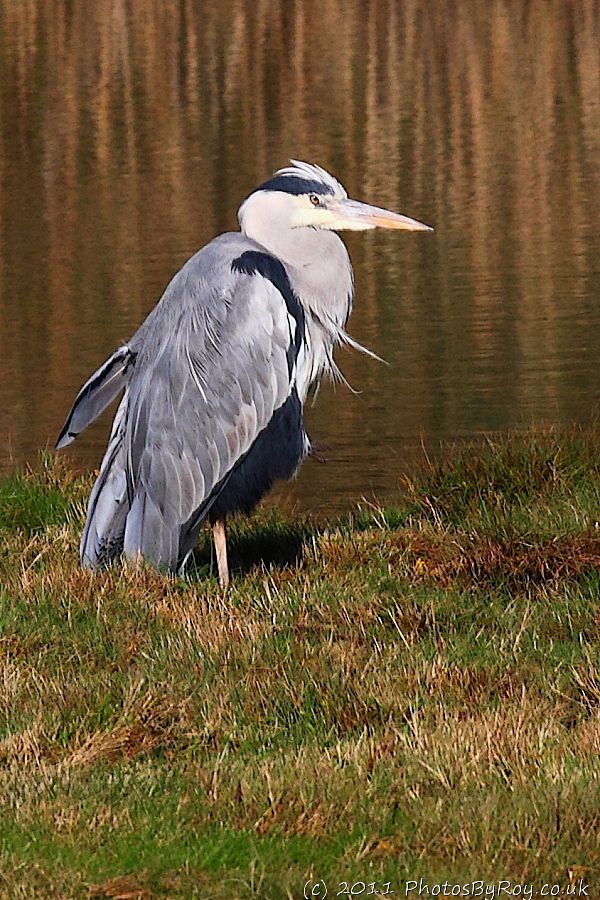 Grey Heron At Leighton Moss