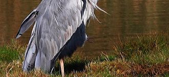 Grey Heron At Leighton Moss