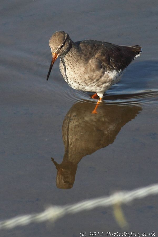Redshank At Leighton Moss