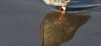 Redshank At Leighton Moss