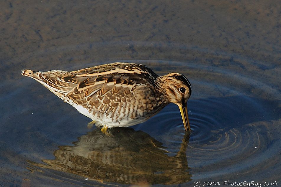 Leighton Moss: Snipe At High Tide