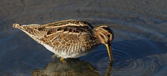 Leighton Moss: Snipe At High Tide