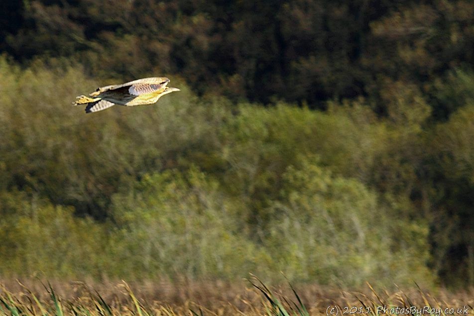 Bittern In Flight Over Leighton Moss