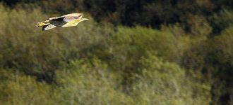 Bittern In Flight Over Leighton Moss