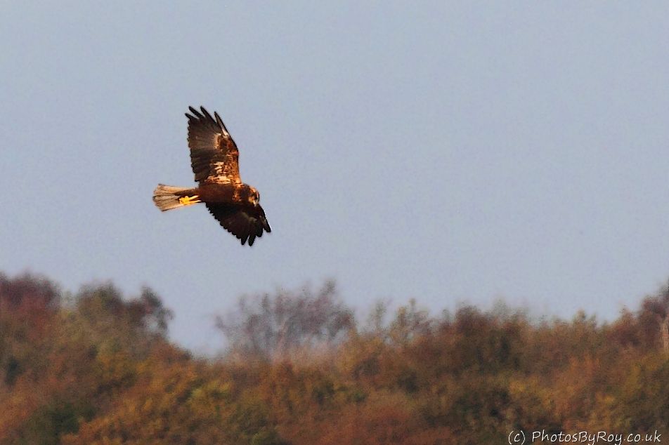 Marsh Harrier Over Leighton Moss