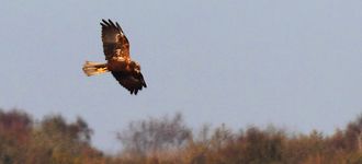 Marsh Harrier Over Leighton Moss