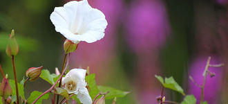 Large Bindweed at Wigan Flashes