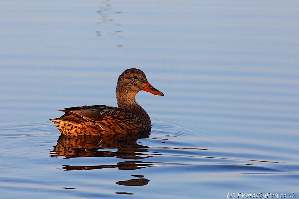 Female Mallard In Warm Evening Light