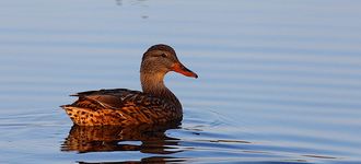 Female Mallard In Warm Evening Light
