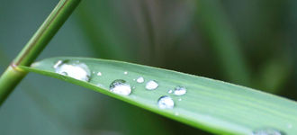 Water Droplets On Leaf