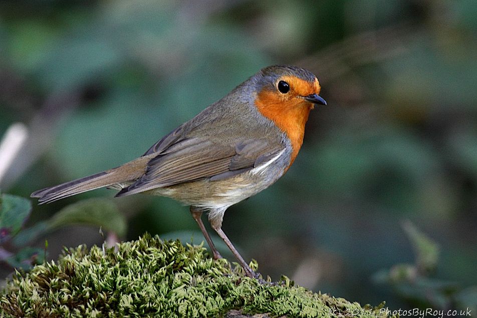 Friendly Robin At Leighton Moss