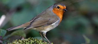 Friendly Robin At Leighton Moss