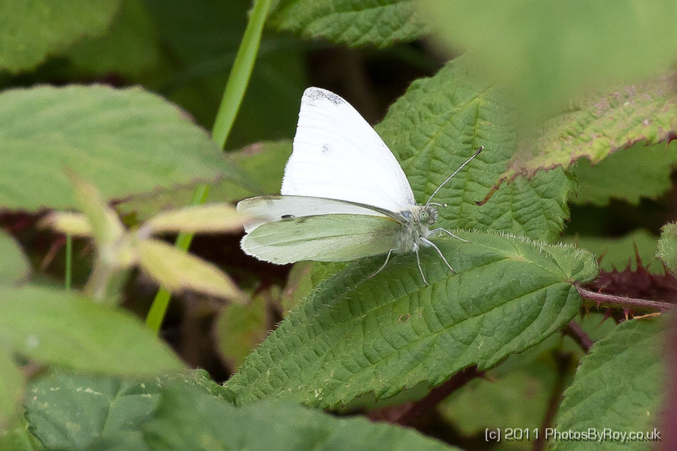 Small White Butterfly at Wigan Flashes
