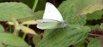 Small White Butterfly at Wigan Flashes