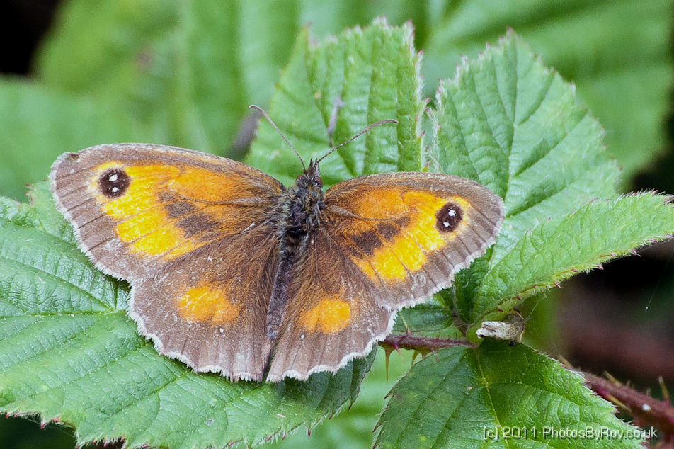 Gatekeeper Butterfly at Wigan Flashes