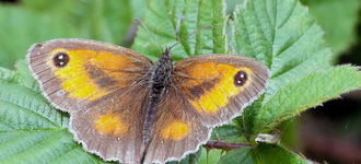 Gatekeeper Butterfly at Wigan Flashes