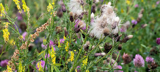 Riot of Colour at Wigan Flashes