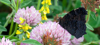 European Peacock Butterfly (Underside View)