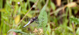 Broad-bodied Chaser Dragonfly