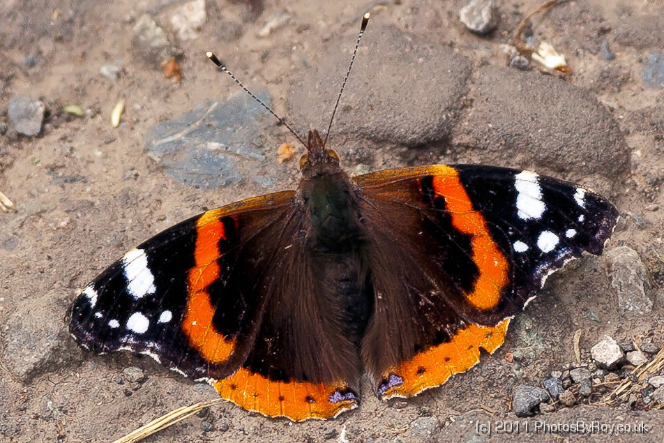 Red Admiral Butterfly at Wigan Flashes