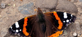 Red Admiral Butterfly at Wigan Flashes