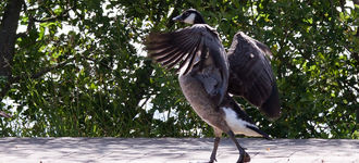 Canada Goose Strutting Around Wigan Flashes