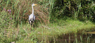 Grey Heron At Wigan Flashes