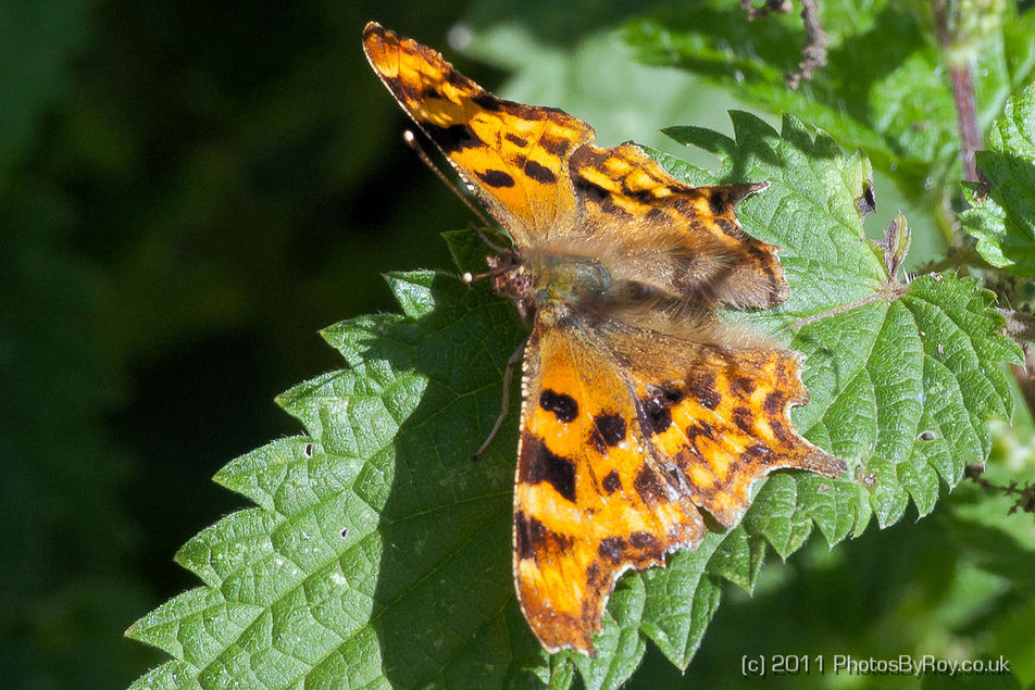 Comma Butterfly at Wigan Flashes