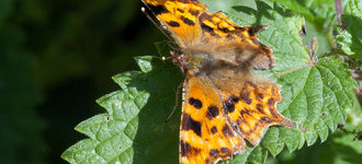 Comma Butterfly at Wigan Flashes
