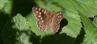 Speckled Wood Butterfly at Wigan Flashes