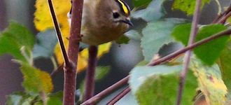 Goldcrest At Farnham Heath
