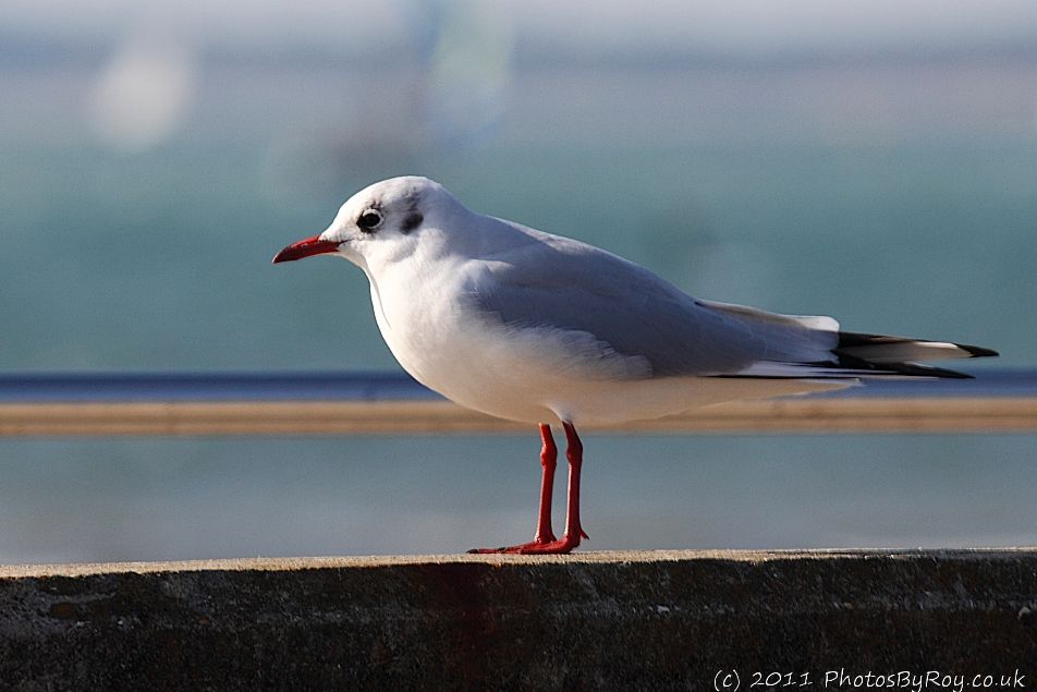 Black-headed Gull Near Titchfield Haven