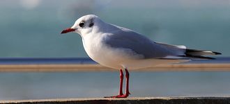 Black-headed Gull Near Titchfield Haven