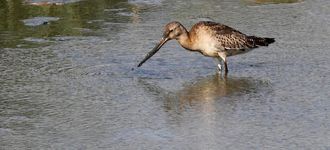 Black-tailed Godwit At Titchfield Haven