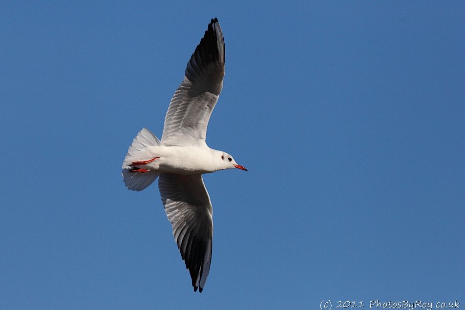 Black-headed Gull At Southampton