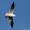 Black-headed Gull At Southampton