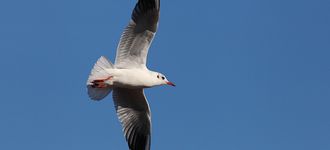 Black-headed Gull At Southampton