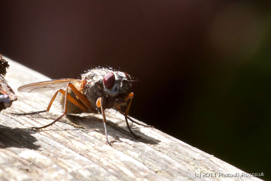 Muscid Fly With Orange Legs