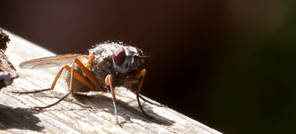 Muscid Fly With Orange Legs
