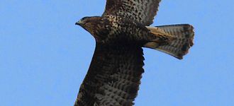 Buzzard Flying Over Southampton
