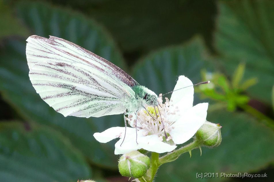 Green-Veined White Butterfly